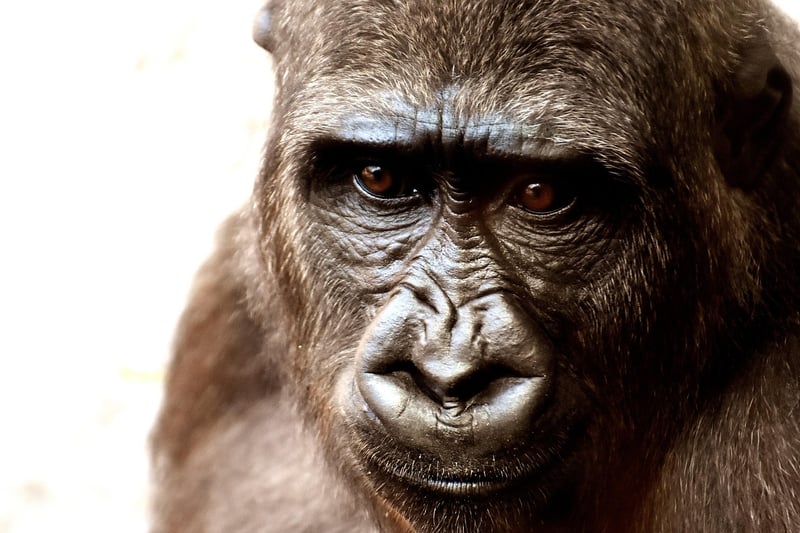 Gorilla Trekking