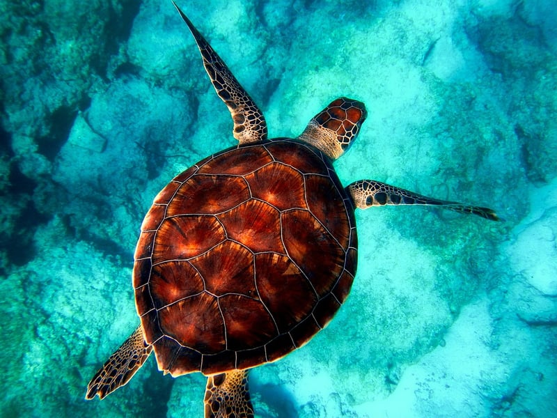 Snorkeling in Tropical Waters